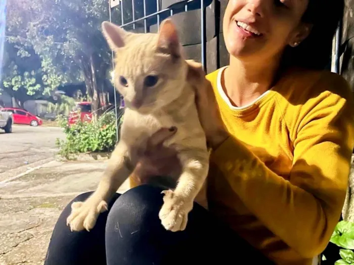 Gato ra a SRD-ViraLata idade 2 a 6 meses nome Greg bb6meses lindo e um amor 