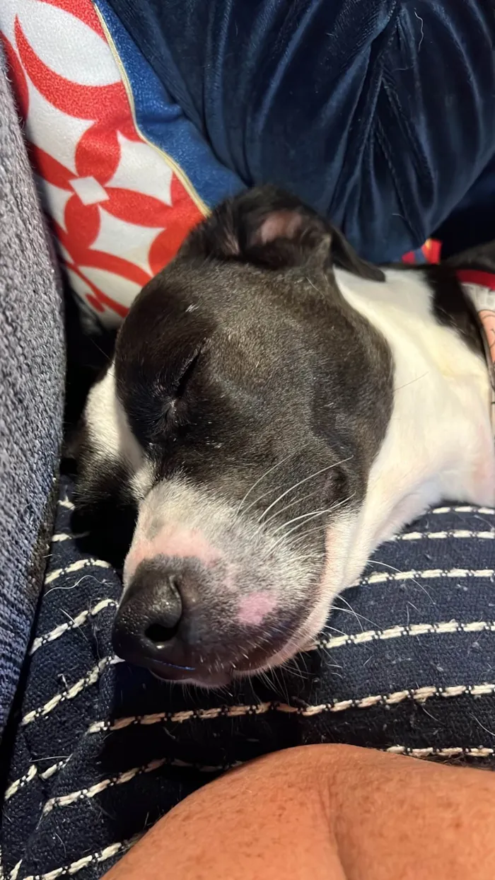 Cachorro ra a SRD-ViraLata idade 1 ano nome Maria Lúcia 