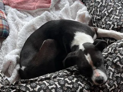 Cachorro raça SRD-ViraLata idade 1 ano nome Maria Lúcia 