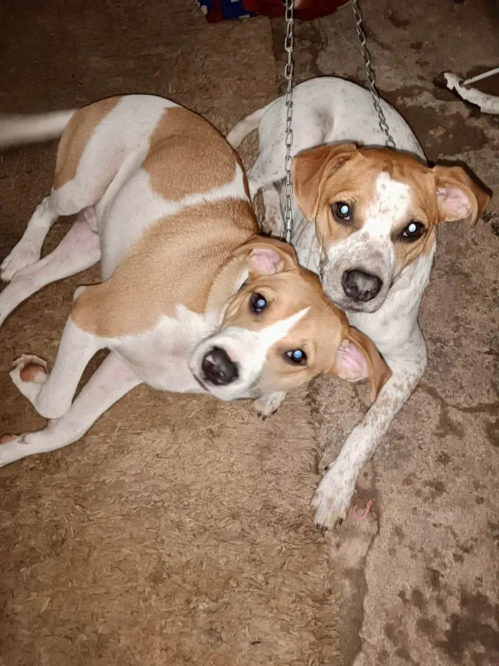 Cachorro ra a SRD-ViraLata idade 7 a 11 meses nome Simon bb10meses