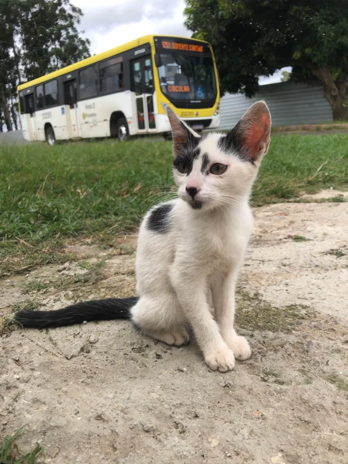 Gato ra a SRD-ViraLata idade 2 a 6 meses nome Gatos filhotes para adoção 