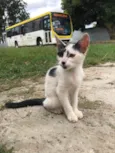 Gatos filhotes para adoção
