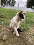 Gatos filhotes para adoção