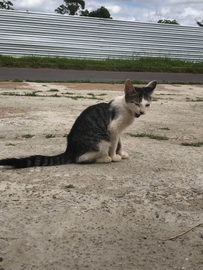 Gato ra a SRD-ViraLata idade 2 a 6 meses nome Gatos filhotes para adoção 