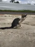 Gatos filhotes para adoção