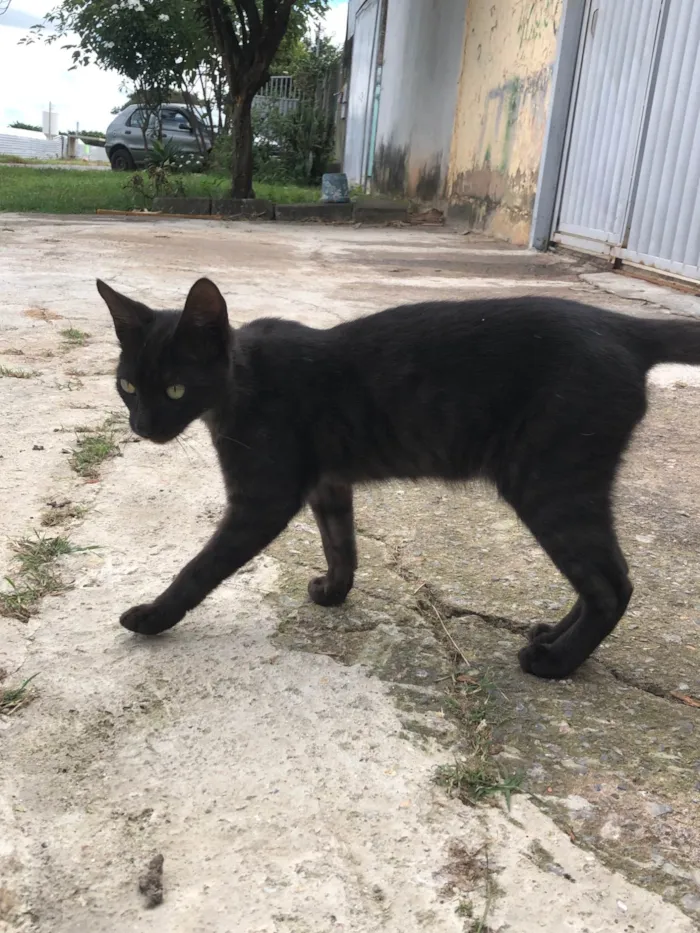Gato ra a SRD-ViraLata idade 2 a 6 meses nome Gatos filhotes para adoção 