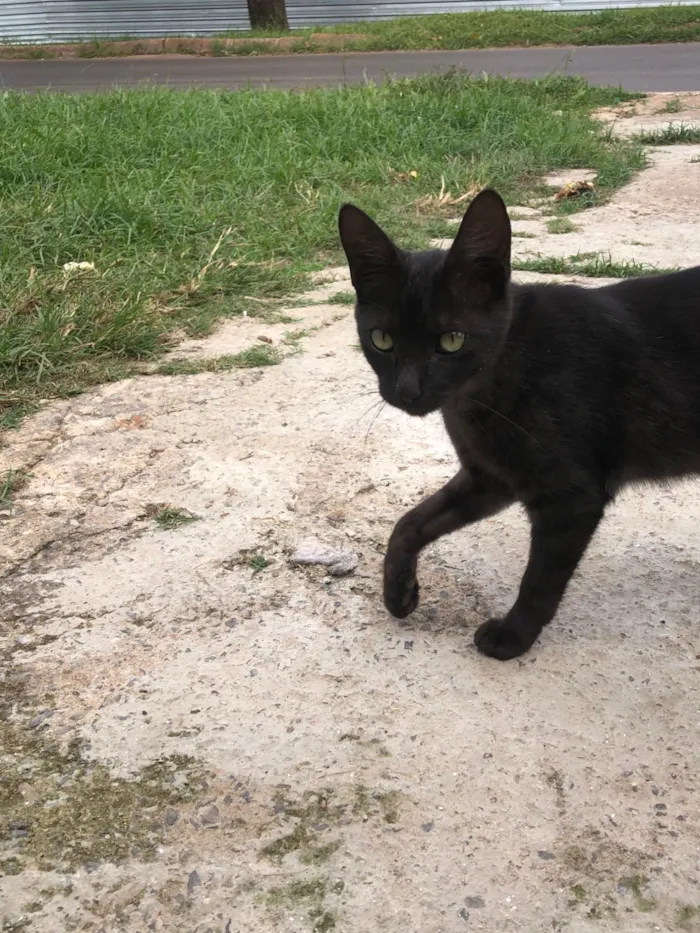 Gato ra a SRD-ViraLata idade 2 a 6 meses nome Gatos filhotes para adoção 