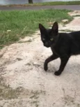 Gatos filhotes para adoção