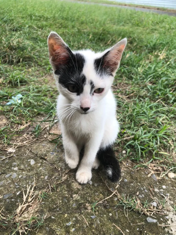 Gato ra a SRD-ViraLata idade 2 a 6 meses nome Gatos filhotes para adoção 