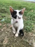 Gatos filhotes para adoção