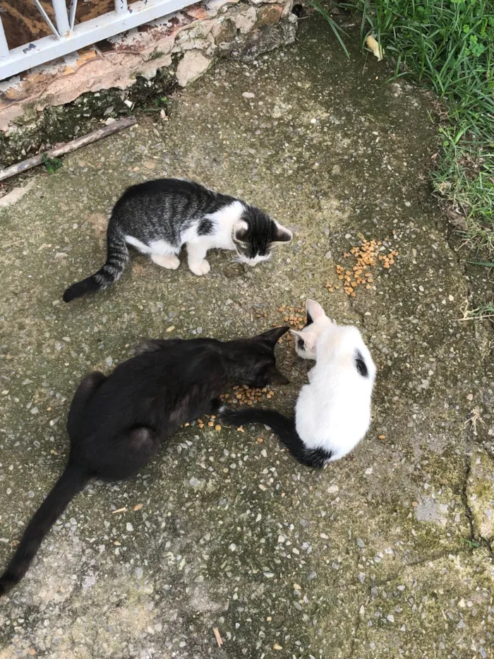 Gato ra a SRD-ViraLata idade 2 a 6 meses nome Gatos filhotes para adoção 