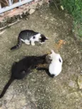 Gatos filhotes para adoção