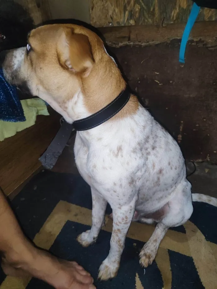 Cachorro ra a SRD-ViraLata idade 7 a 11 meses nome Billy bb10meses