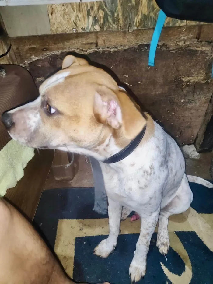 Cachorro ra a SRD-ViraLata idade 7 a 11 meses nome Billy bb10meses