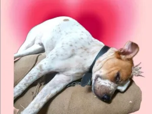 Cachorro raça SRD-ViraLata idade 7 a 11 meses nome Billy bb10meses