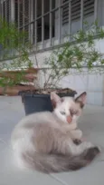 Milo