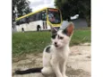 Gatos filhotes para adoção