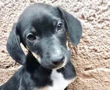 Cachorro ra a SRD-ViraLata idade 2 a 6 meses nome Nutella 2meses 