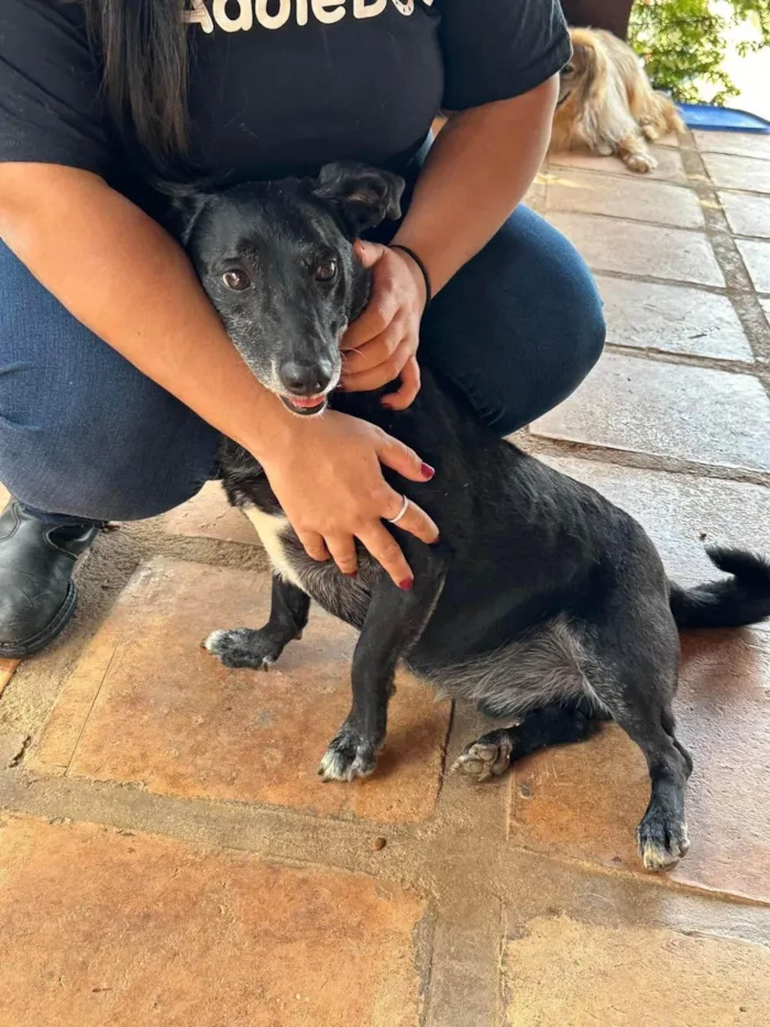 Cachorro ra a SRD-ViraLata idade 5 anos nome Scottie
