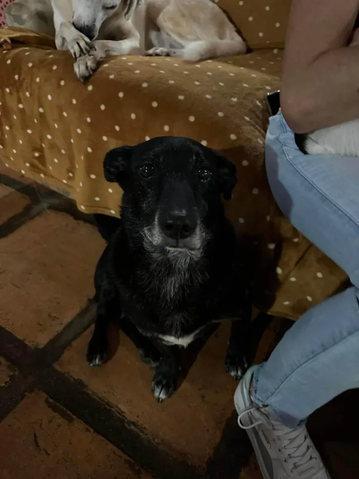 Cachorro ra a SRD-ViraLata idade 5 anos nome Scottie