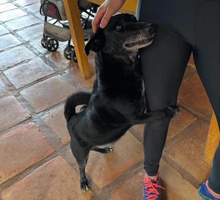 Cachorro ra a SRD-ViraLata idade 5 anos nome Scottie