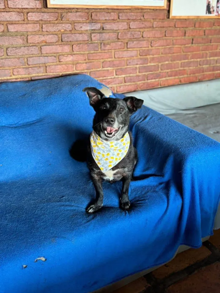 Cachorro ra a SRD-ViraLata idade 5 anos nome Scottie