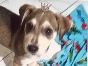 Cachorro raça SRD-ViraLata idade 2 a 6 meses nome Nino bb5meses porte Pequeno 