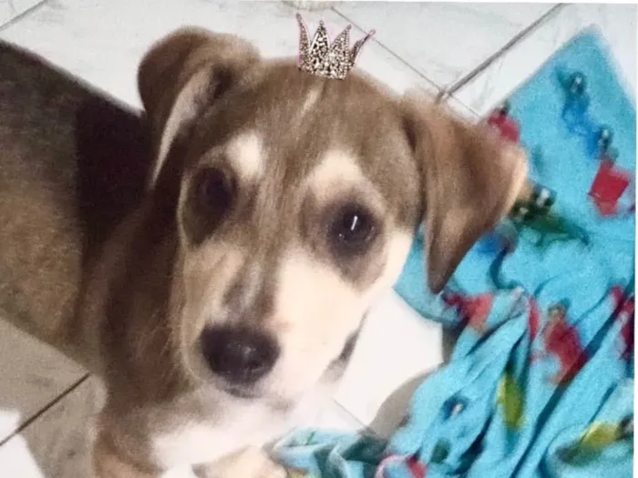 Cachorro ra a SRD-ViraLata idade 2 a 6 meses nome Nino bb5meses porte Pequeno 