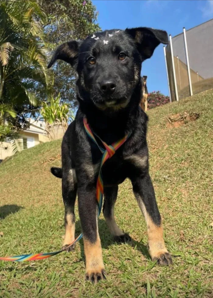 Cachorro ra a SRD-ViraLata idade 1 ano nome Joaninha 