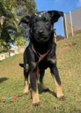 Joaninha