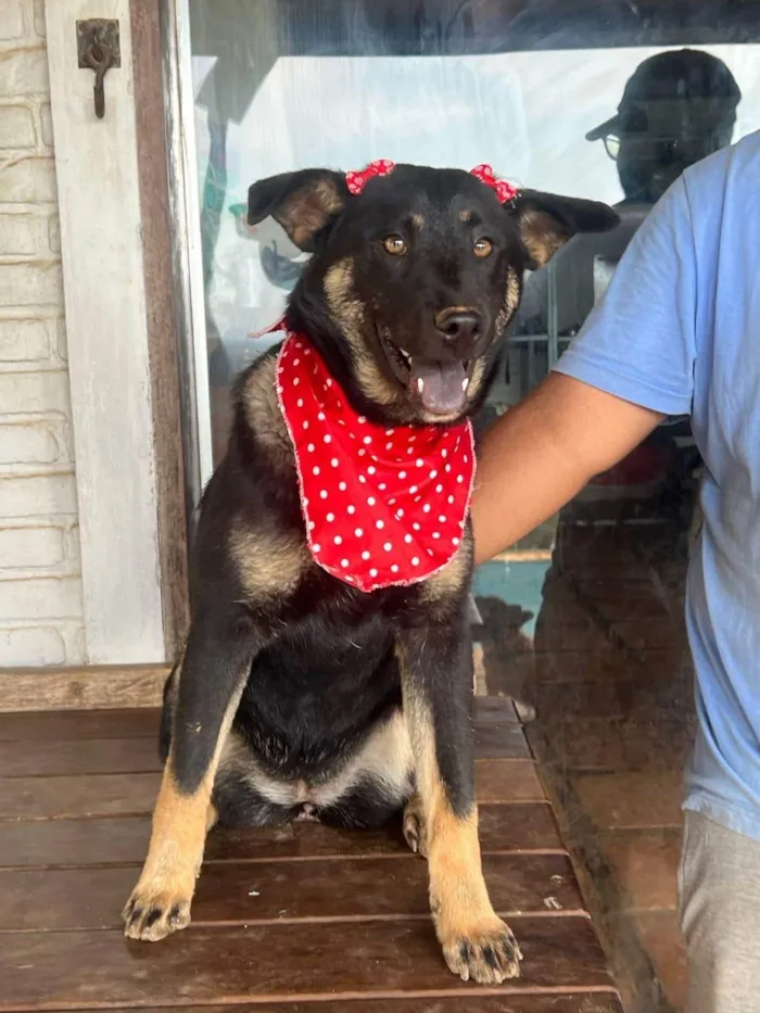 Cachorro ra a SRD-ViraLata idade 1 ano nome Joaninha 