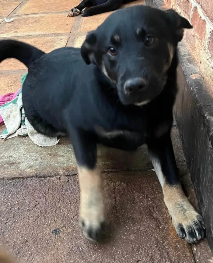 Cachorro ra a SRD-ViraLata idade 1 ano nome Joaninha 