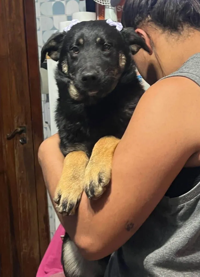 Cachorro ra a SRD-ViraLata idade 1 ano nome Joaninha 