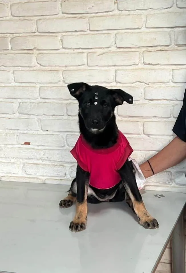 Cachorro ra a SRD-ViraLata idade 1 ano nome Joaninha 