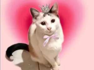 Gato raça SRD-ViraLata idade 7 a 11 meses nome Melissa linda 1aninho