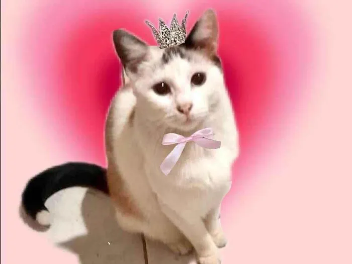 Gato ra a SRD-ViraLata idade 7 a 11 meses nome Melissa linda 1aninho