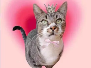 Gato raça SRD-ViraLata idade 7 a 11 meses nome Ronron 1aninho Linda 