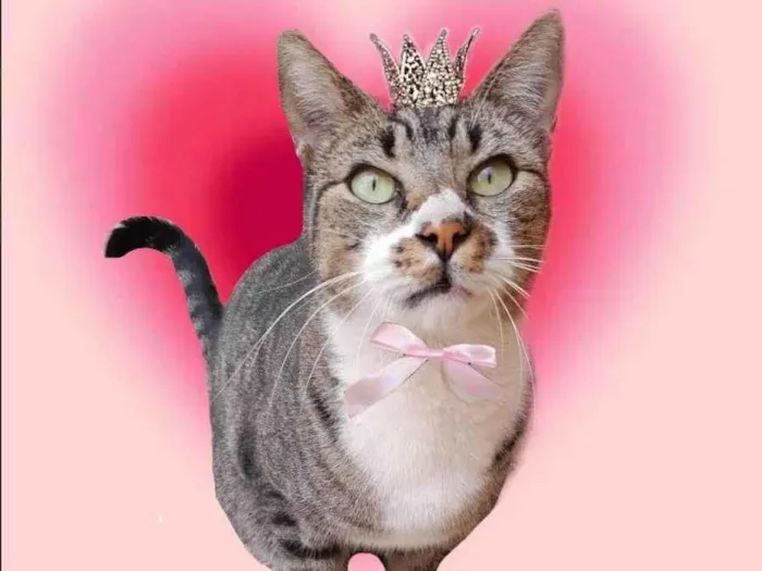 Gato ra a SRD-ViraLata idade 7 a 11 meses nome Ronron 1aninho Linda 