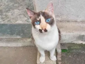 Gato raça SRD-ViraLata idade 7 a 11 meses nome Cappuccino linda 1aninho 
