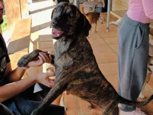 Cachorro raça SRD-ViraLata idade 3 anos nome Jean