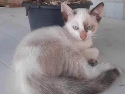 Gato raça SRD-ViraLata idade 2 a 6 meses nome Milo