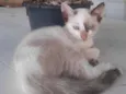 Milo