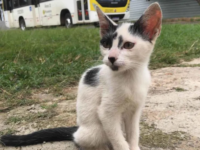 Gato ra a SRD-ViraLata idade 2 a 6 meses nome Gatos filhotes para adoção 