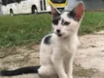 Gatos filhotes para adoção