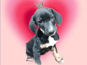 Cachorro raça SRD-ViraLata idade 2 a 6 meses nome Nutella 2meses 