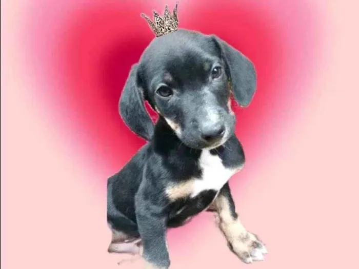 Cachorro ra a SRD-ViraLata idade 2 a 6 meses nome Nutella 2meses 