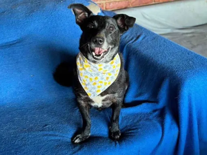 Cachorro ra a SRD-ViraLata idade 5 anos nome Scottie