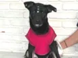 Joaninha 