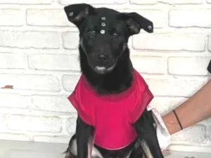 Cachorro raça SRD-ViraLata idade 1 ano nome Joaninha 