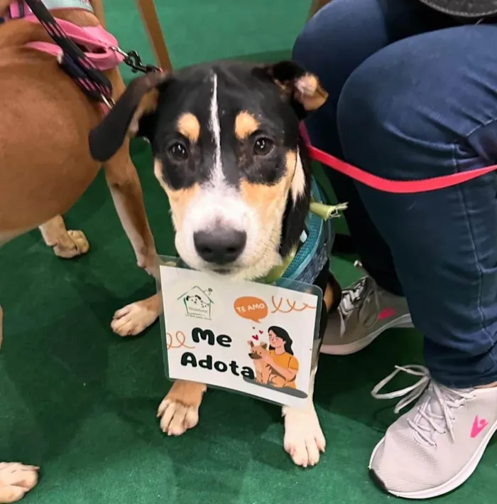 Cachorro ra a SRD-ViraLata idade 1 ano nome Francisco 